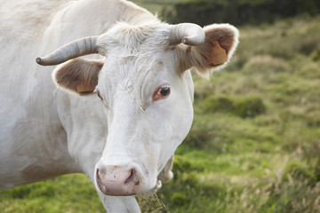 Wall Mural - White grazing cow head with green background landscape. Azores.