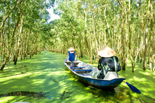 Tourism Rowing Boat In Tra Su Flooded Indigo Plant Forest In An Giang, Mekong Delta, Vietnam. 