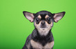 Beautiful chihuahua dog. Animal portrait. Stylish photo. Green background. Collection of funny animals