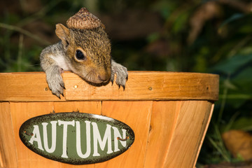 Wall Mural - Baby Gray Squirrel playing in a basket.