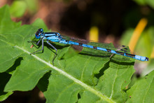 Azure Dragonfly