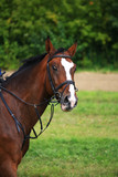 Fototapeta Konie - Портрет гнедой лошади с изумленным взглядом