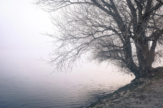 Fototapete - Herbstlandschaft - Baum am Flussufer bei Raureif und Nebel 