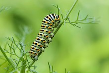 Machaon Butterfly's Caterpillar
