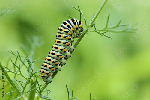 Fotomural Machaon butterfly's caterpillar