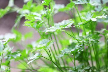 Wall Mural - Parsley growing in garden