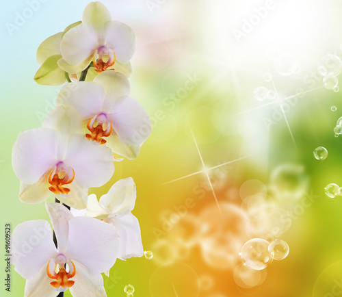 Obrazy Storczyki  kwiaty-orchidei-na-abstrakcyjnym-tle