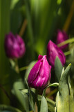 Fototapeta Tulipany - closeup of purple tulips
