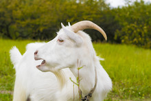 White Goat In The Village