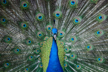 peacock