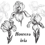 hand draw flowers iris