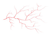 Set Of Human Eye Veins, Red Blood Vessels, Blood System.  Vector Illustration Isolated On White Background
