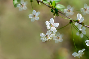 Wall Mural -  branch with flowers of cherry