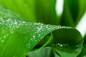 water drops on a green leaf closeup