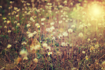 Wall Mural - Vintage photo of wild flower in sunset.