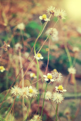 Wall Mural - Vintage photo of wild flower in sunset.