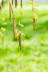 Wall Mural - young branch of birch with buds and leaves