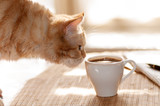 Fototapeta Koty - cat sniffs mug of coffee