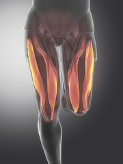 Wall Mural - Vastus medialis and lateralis - human muscle anatomy