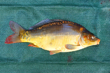 Wall Mural - Fishing catch. The Common Carp ( Cyprinus Carpio ). In Central Europe ( Poland and Czech Republic ), fish is a traditional part of a Christmas Eve dinner. 