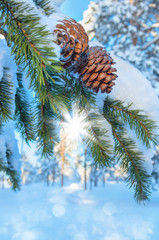 Wall Mural - Winter landscape with snow-covered branches and cones