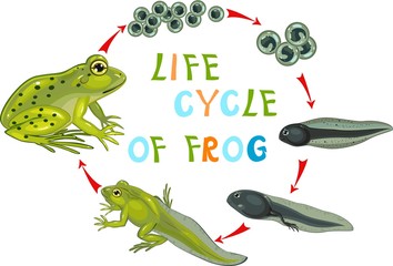 Wall Mural - Life cycle of frog
