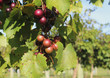 muscadine grapes
