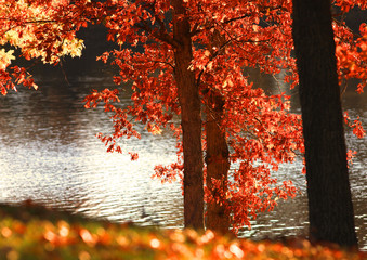 Wall Mural - Autumn trees with sun reflections