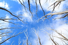 Background With Blue Sky, Clouds And Trees With Snow