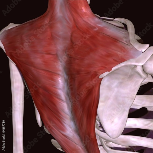 Naklejka - mata magnetyczna na lodówkę skeleton body parts