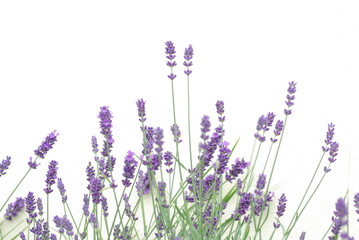 Lavender flowers
