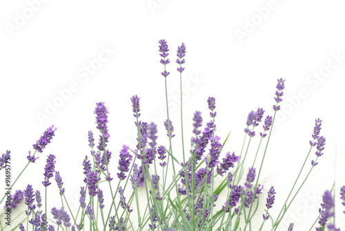 Naklejka - mata magnetyczna na lodówkę Lavender flowers
