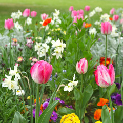 Sticker - Massif de tulipes, de narcisses et de pensées