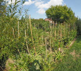 Wall Mural - Vegetable garden