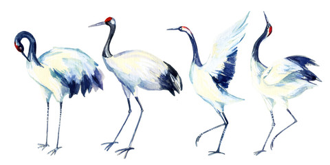 Plakat watercolor asian crane bird set