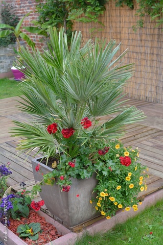 Petit Palmier Et Des Fleurs Dans Un Pot Sur Une Terrasse Stock Photo Adobe Stock