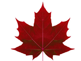 autumn leaf maple on a white background isolated with clipping path. nature. closeup with no shadows