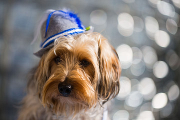 Wall Mural - Yorkshire Terrier