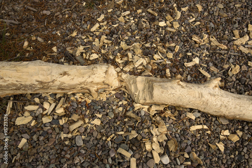 Valokuva Chopped beaver stick with wood chips, Teton National Park, Wyomi