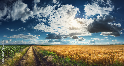 Cuadros en Lienzo Wheat and corn fields before harvest