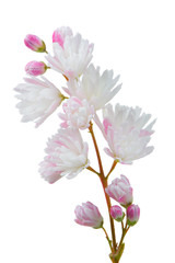 Wall Mural - Deutzia Scabra Flowers on White Background