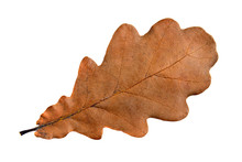 Single Oak Leaf