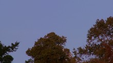 The Full Moon Rises Over The Treetops Against A Purple Sky In This Time Lapse Shot.