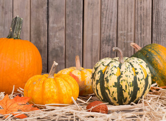 Autumn Squash and Pumpkins