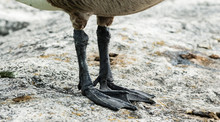 Canada Goose Feet And Claws Detail On Rock