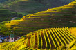 Scenic mountain panorama with vineyards and old picturesque town in Germany at sunset, Black forest, Kaiserstuhl, Oberbergen.Travel and wine-making background.