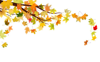 Wall Mural - Branch with autumn maple leaves, vector illustration.