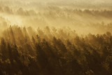 Fototapeta Na ścianę - Misty forest in Belarus
