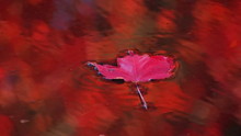 A Red Leaf Floats Down A Stream.