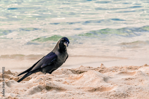 Cuadros en Lienzo Raven on the ocean. Dweller Fihalhohi Island in the Maldives.